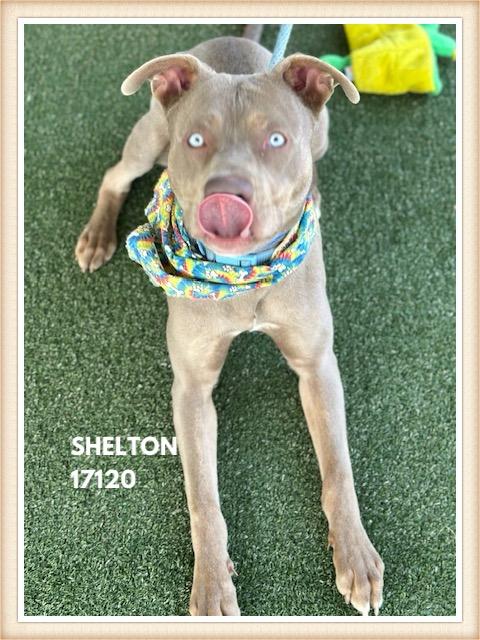 Enlarge SHELTON, a ADOPTABLE mixed breed in Marietta, GA image 6/6