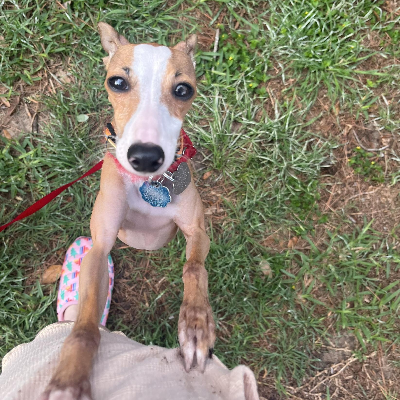 Mara - Houston - Accepting Inquiries Only!, an adopted Italian Greyhound in Bellaire, TX image 4/5