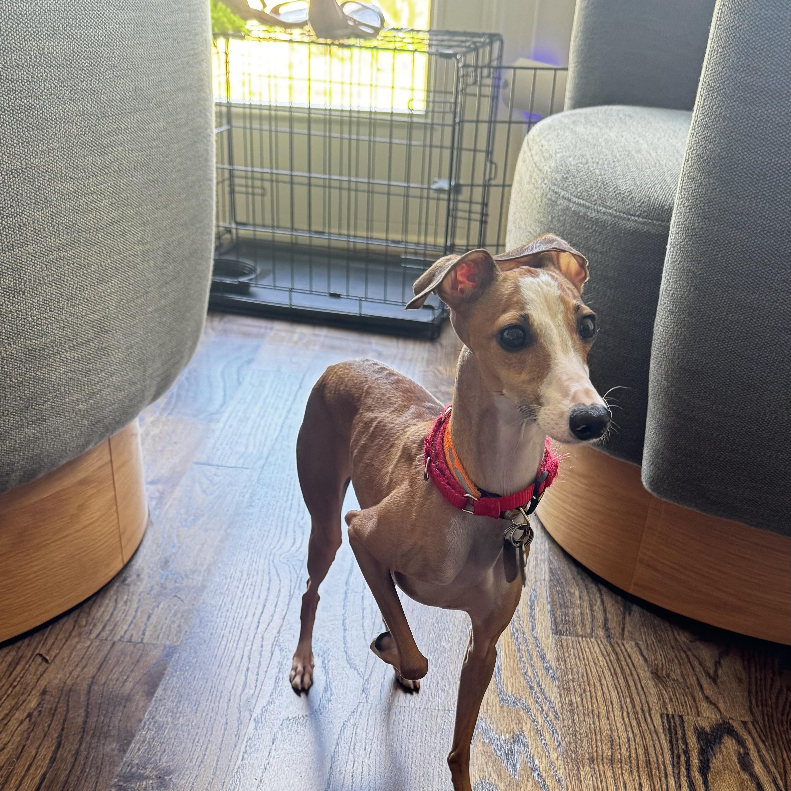 Mara - Houston - Accepting Inquiries Only!, an adopted Italian Greyhound in Bellaire, TX image 2/5