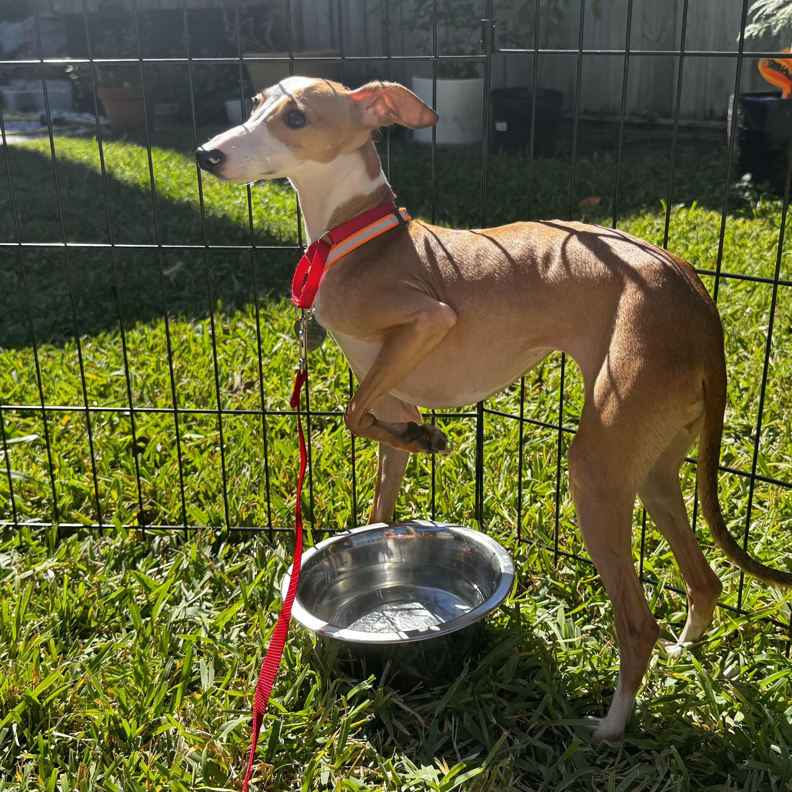 Mara - Houston - Accepting Inquiries Only!, adopted, Young Female Italian Greyhound.