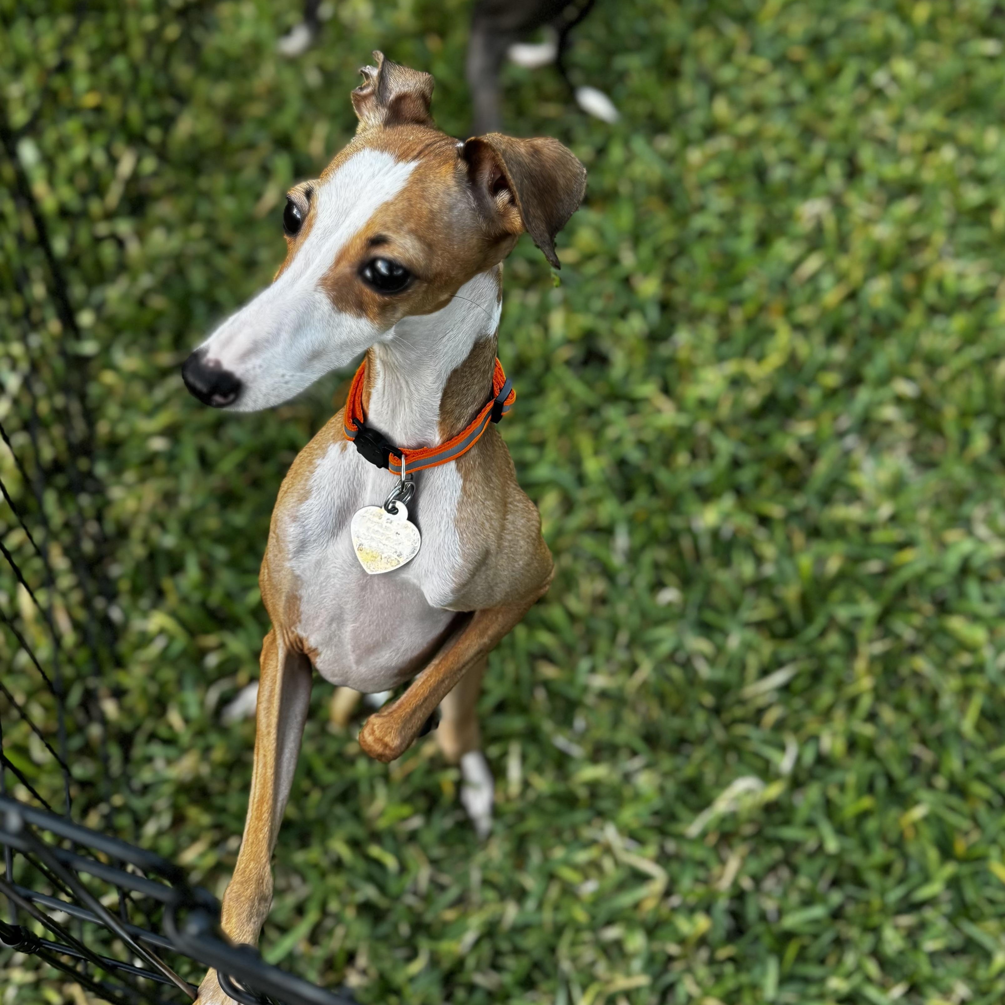 Mara - Houston - Accepting Inquiries Only!, an adopted Italian Greyhound in Bellaire, TX image 3/5