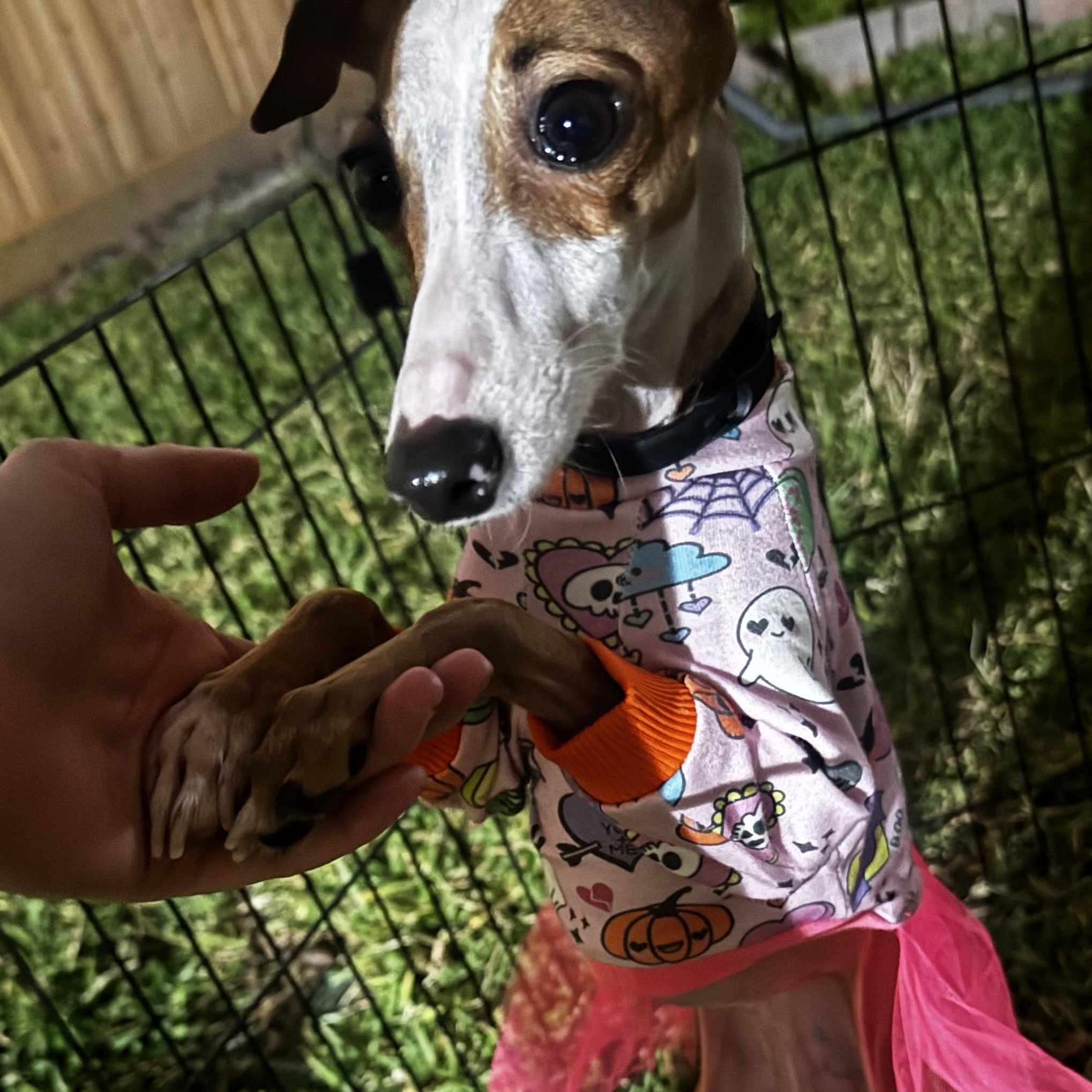 Mara - Houston - Accepting Inquiries Only!, an adopted Italian Greyhound in Bellaire, TX image 5/5