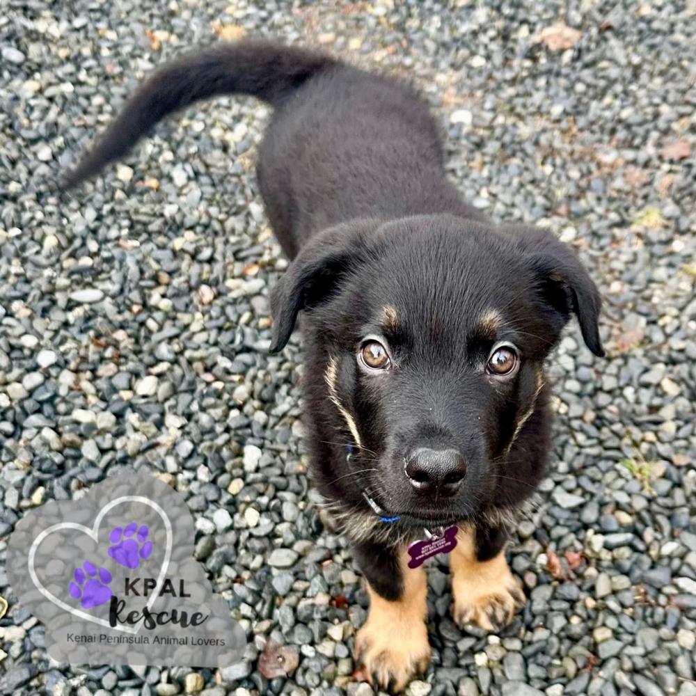 Egg Roll - Chinese Litter, a Adopted mixed breed in Kenai, AK image 1/3