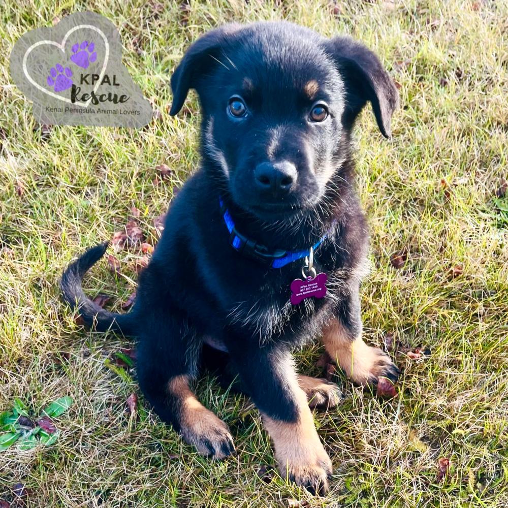 Egg Roll - Chinese Litter, a Adopted mixed breed in Kenai, AK image 2/3