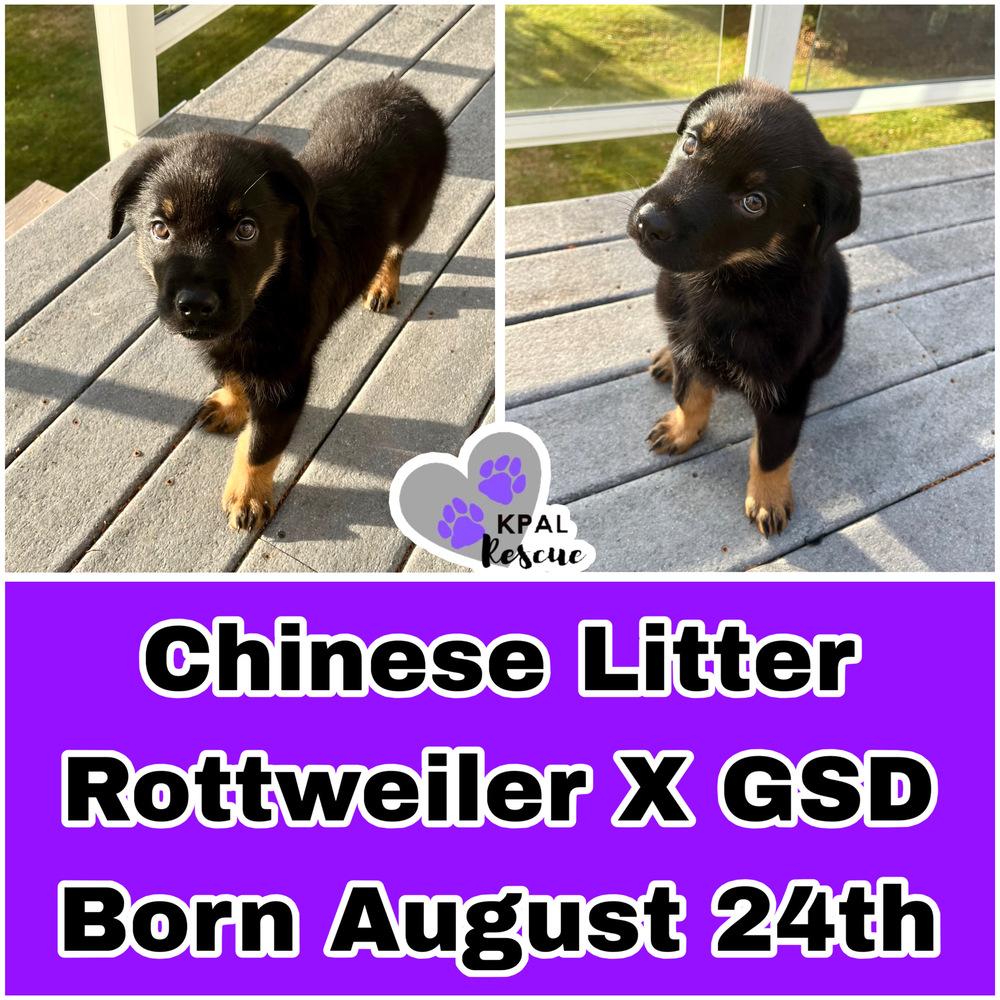 Egg Roll - Chinese Litter, a Adopted mixed breed in Kenai, AK image 3/3