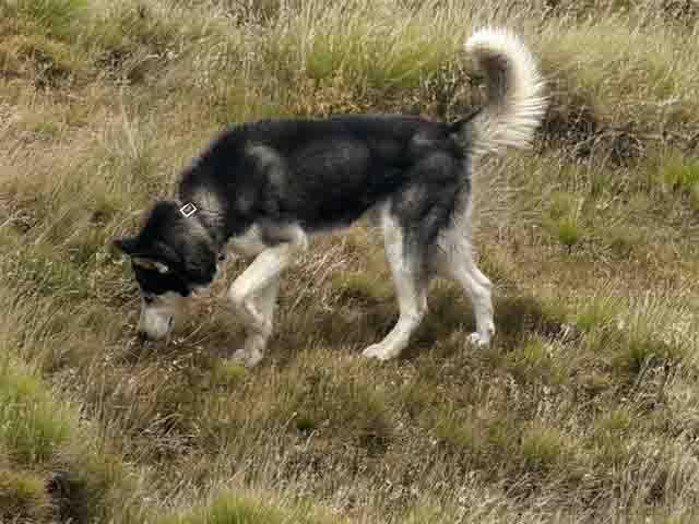 Franklin, Adoptable, Adult Male Siberian Husky.