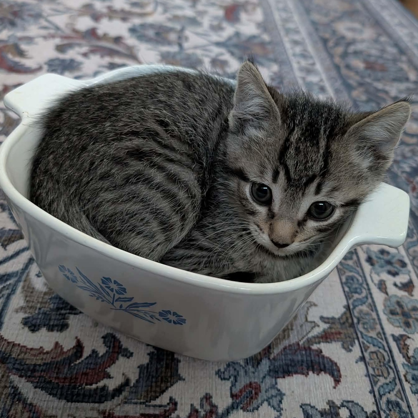 Gandalf, adopted, Kitten Male Domestic Short Hair.