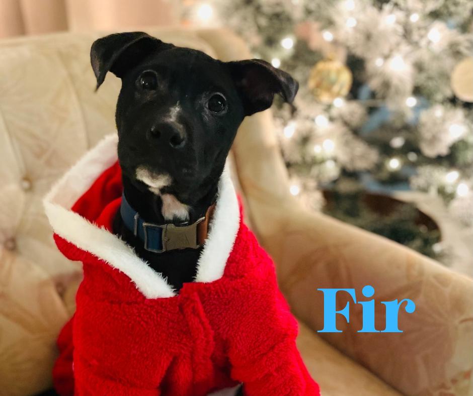 Fir , ADOPTABLE, Young Male American Staffordshire Terrier.