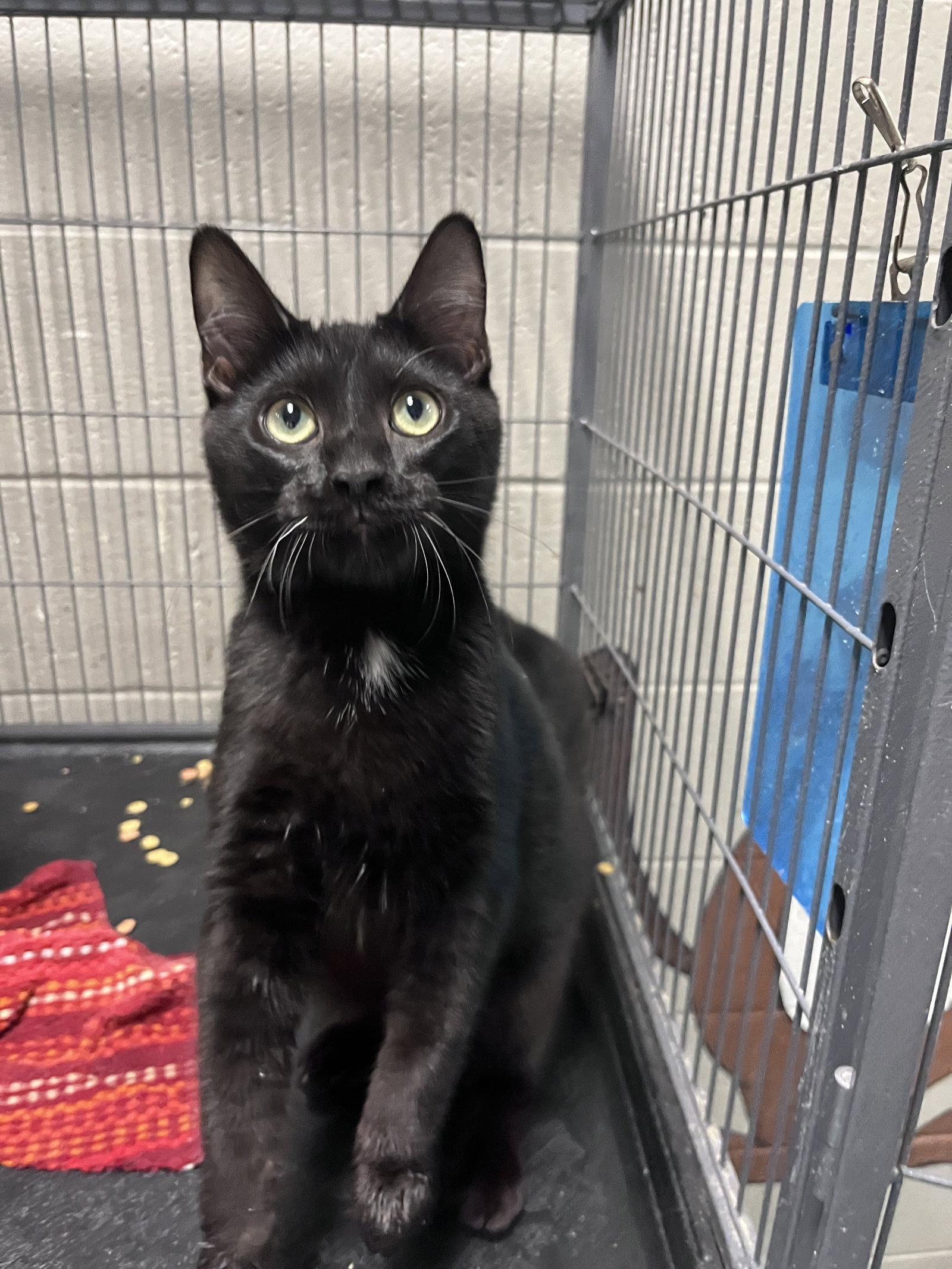 Enlarge Bruce, a Adoptable Domestic Short Hair in Carrollton, GA image 1/3