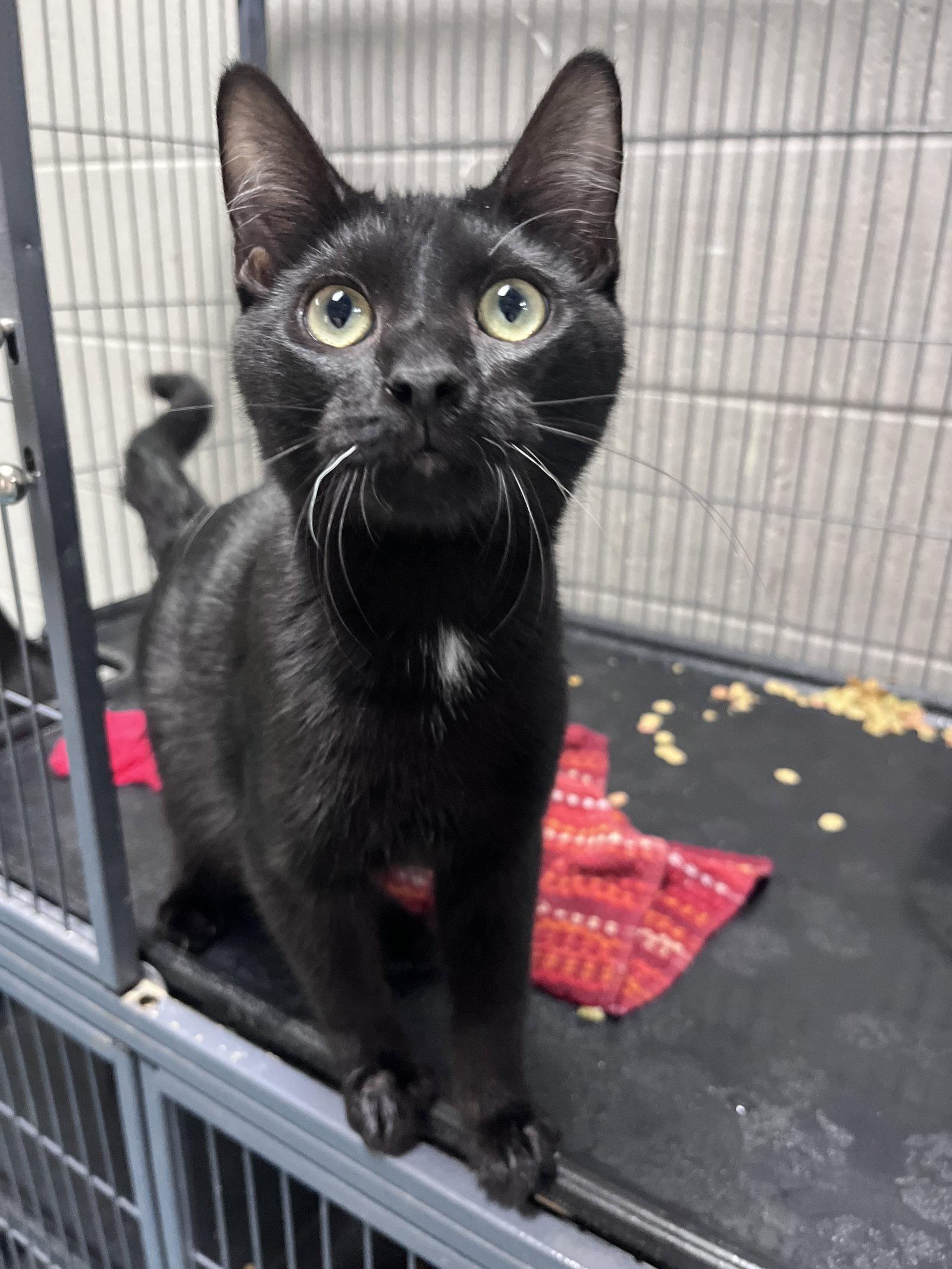 Enlarge Bruce, a Adoptable Domestic Short Hair in Carrollton, GA image 2/3