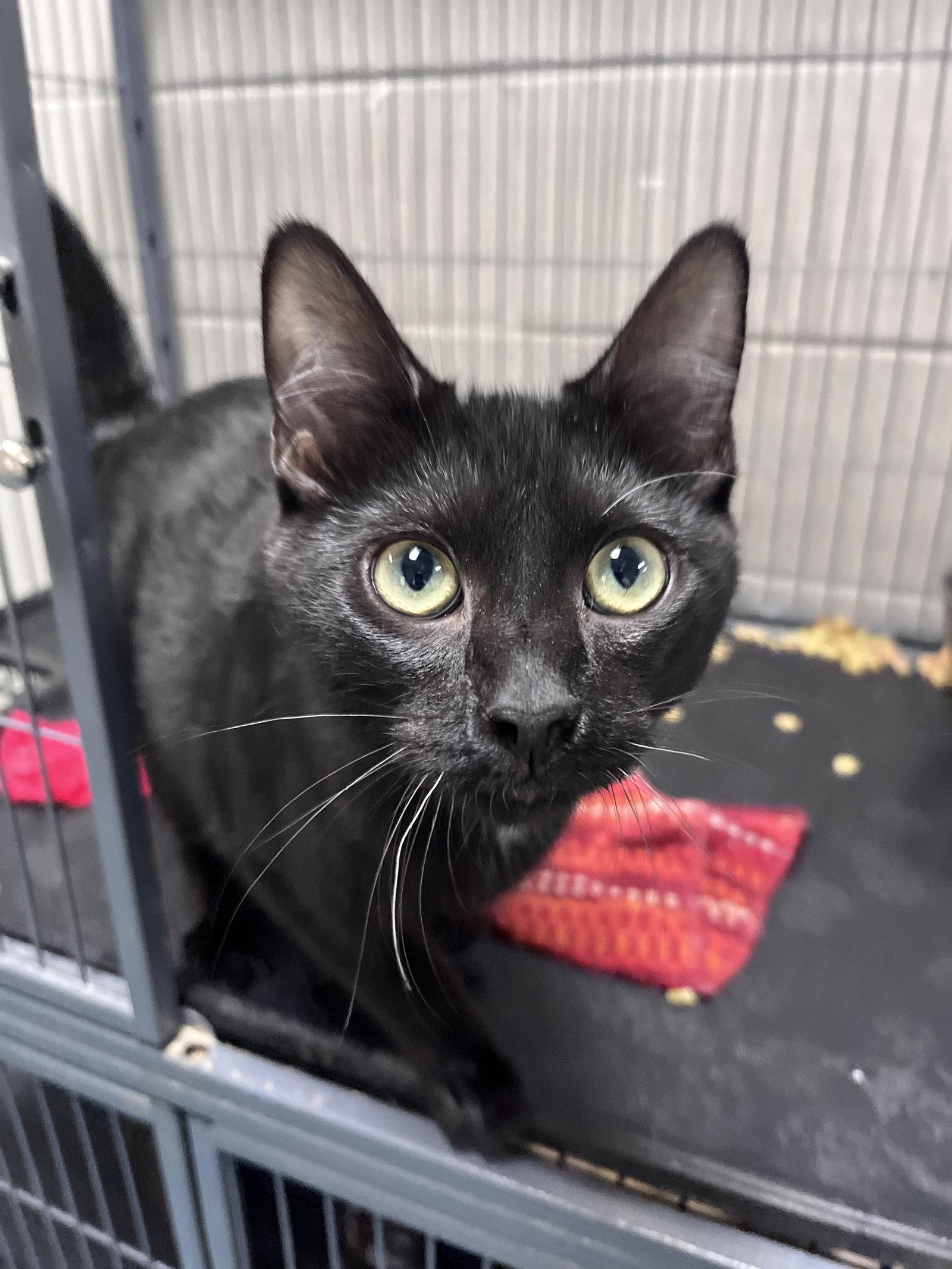 Enlarge Bruce, a Adoptable Domestic Short Hair in Carrollton, GA image 3/3