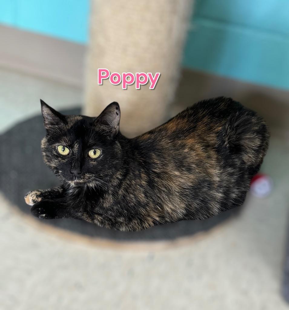 Enlarge Poppy, a Adoptable mixed breed in Jim Thorpe, PA image 2/5