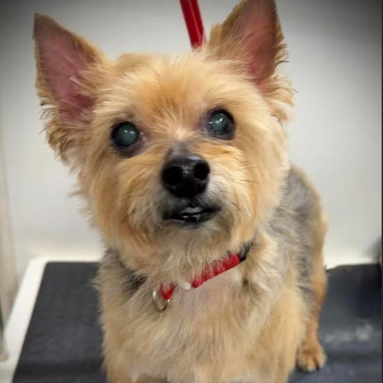 Enlarge Charlie, an adopted mixed breed in Palm Harbor, FL image 2/6