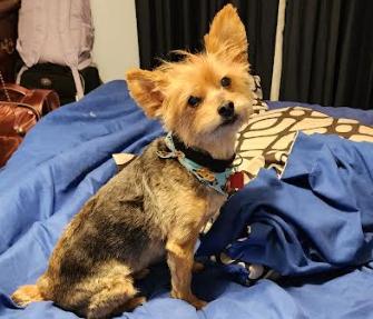 Charlie, Adoptable, Senior Male Yorkshire Terrier.