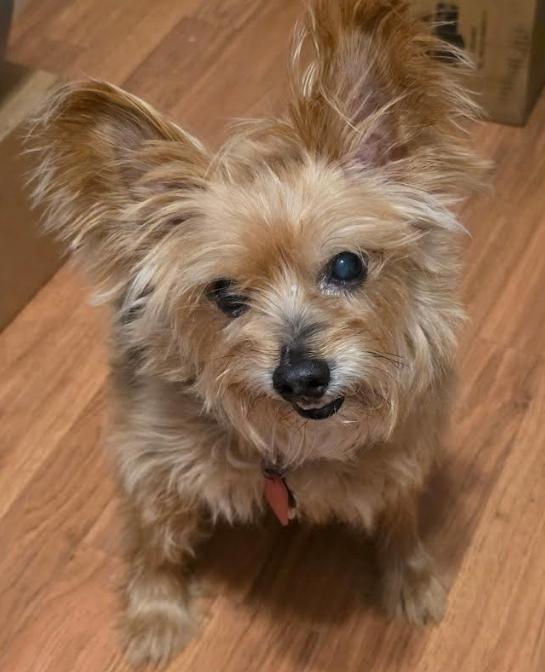 Enlarge Charlie, an adopted mixed breed in Palm Harbor, FL image 6/6