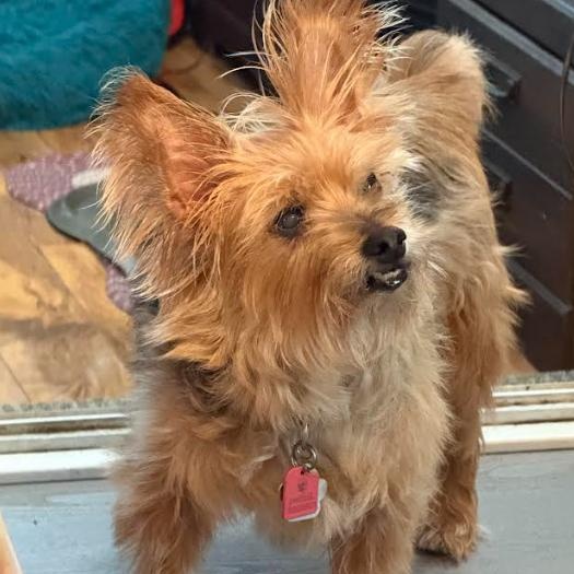 Enlarge Charlie, an adopted mixed breed in Palm Harbor, FL image 4/6