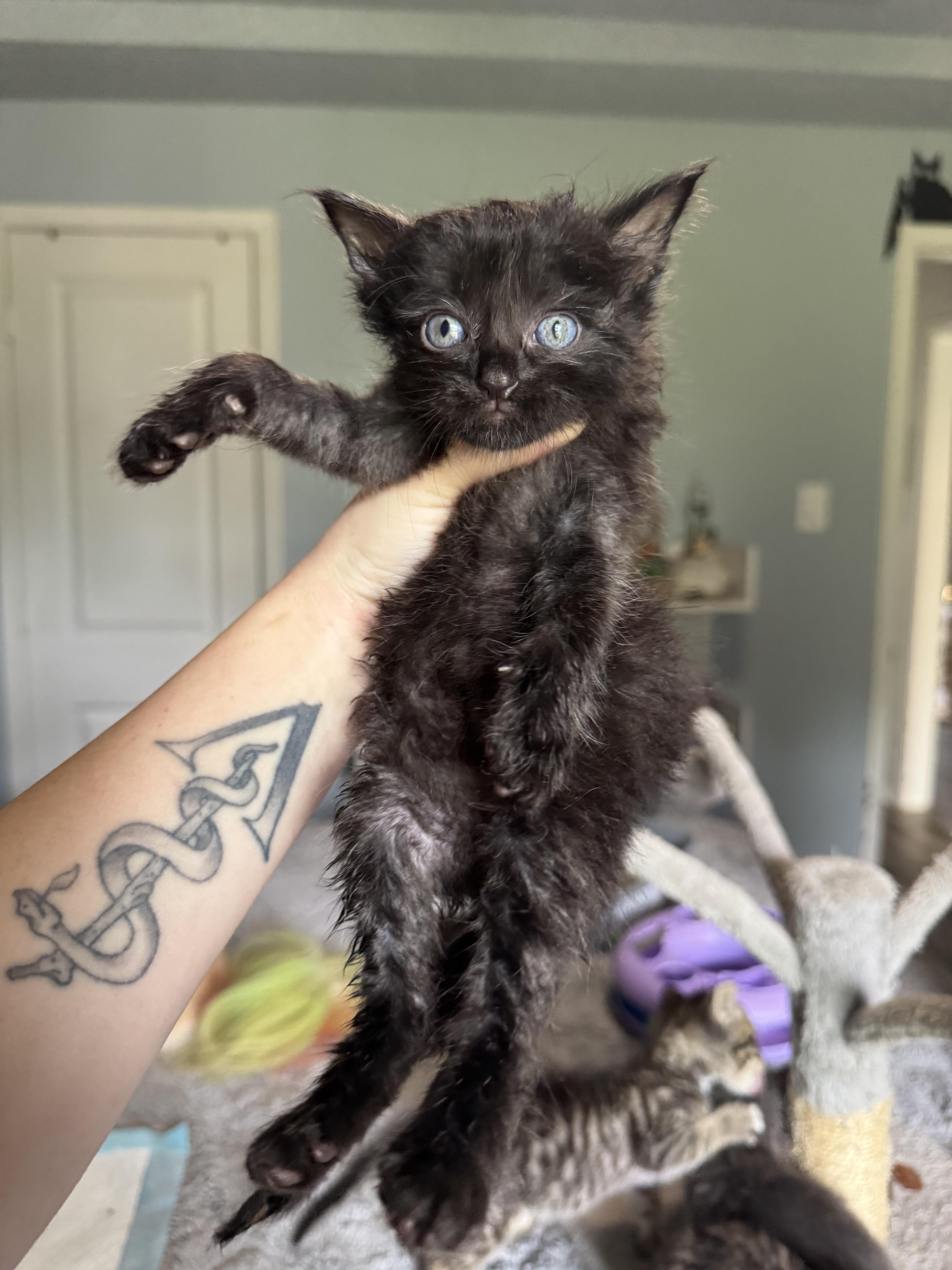 Enlarge Melon, a Adopted Domestic Medium Hair in North Richland Hills, TX image 1/1