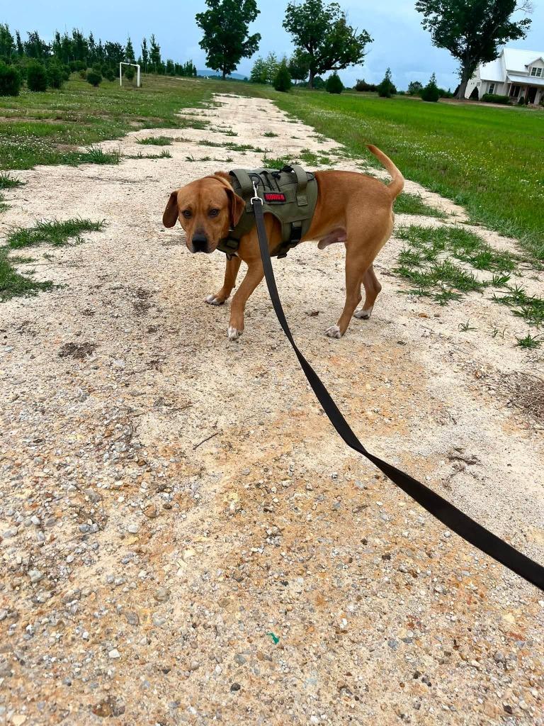 Rojo, a Adoptable mixed breed in Fond Du Lac, WI image 1/6