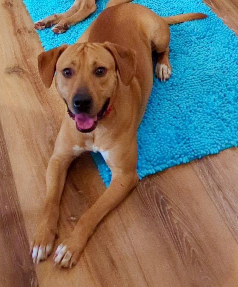 Rojo, a Adoptable mixed breed in Fond Du Lac, WI image 2/6