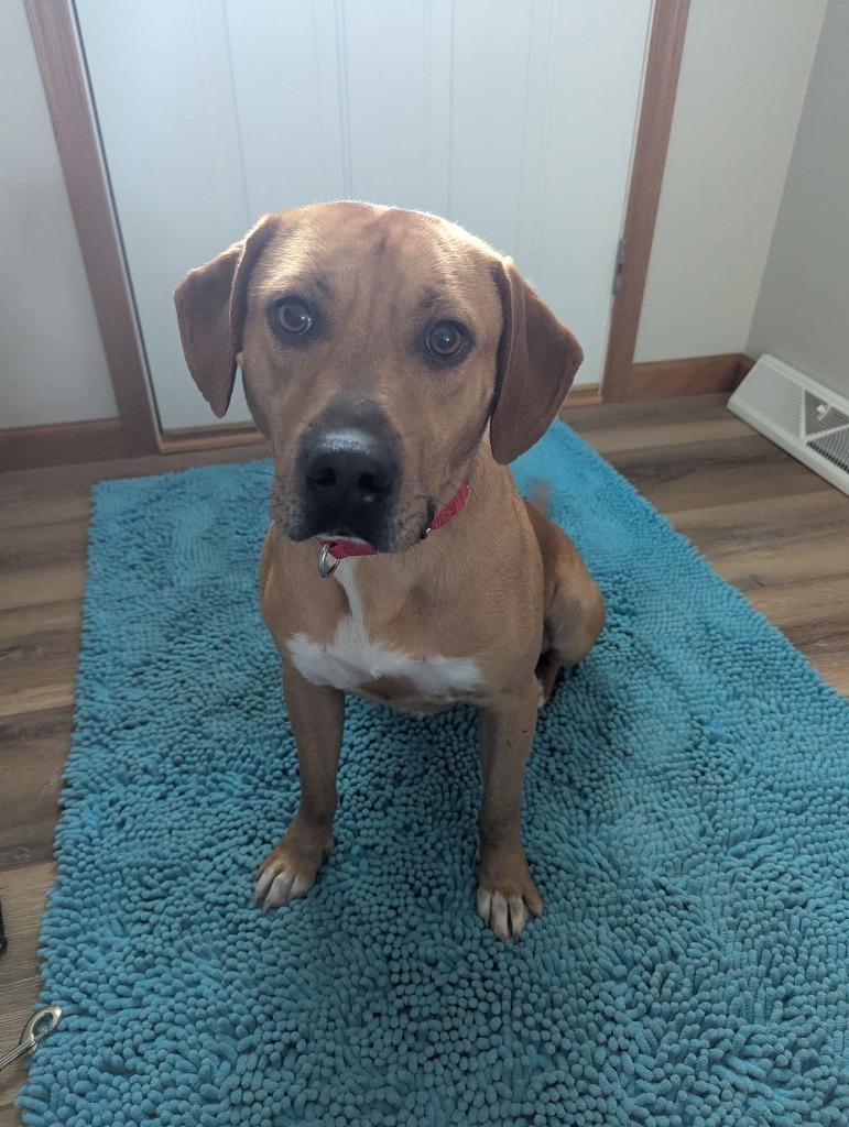 Rojo, a Adoptable mixed breed in Fond Du Lac, WI image 3/6