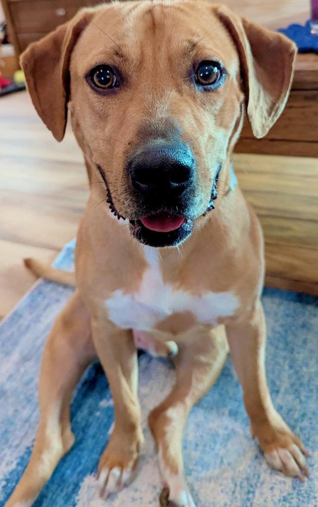 Rojo, a Adoptable mixed breed in Fond Du Lac, WI image 4/6