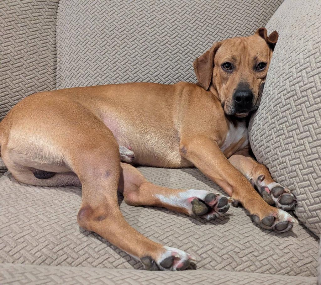 Rojo, a Adoptable mixed breed in Fond Du Lac, WI image 5/6