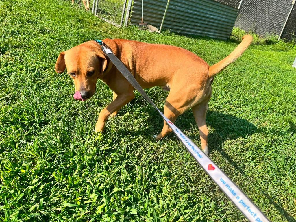 Rojo, a Adoptable mixed breed in Fond Du Lac, WI image 6/6