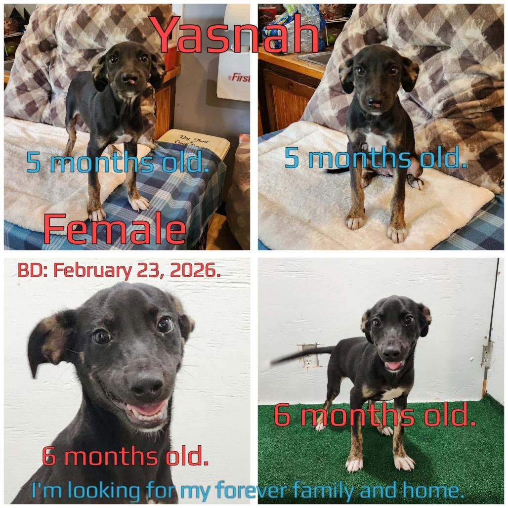 Enlarge Yasnah, a Adoptable Mixed Breed in Boaz, AL image 1/6