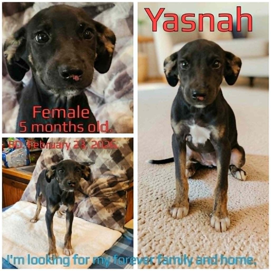 Enlarge Yasnah, a Adoptable Mixed Breed in Boaz, AL image 5/6
