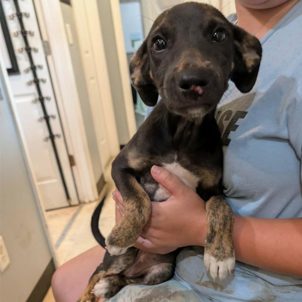 Enlarge Yasnah, a Adoptable Mixed Breed in Boaz, AL image 6/6