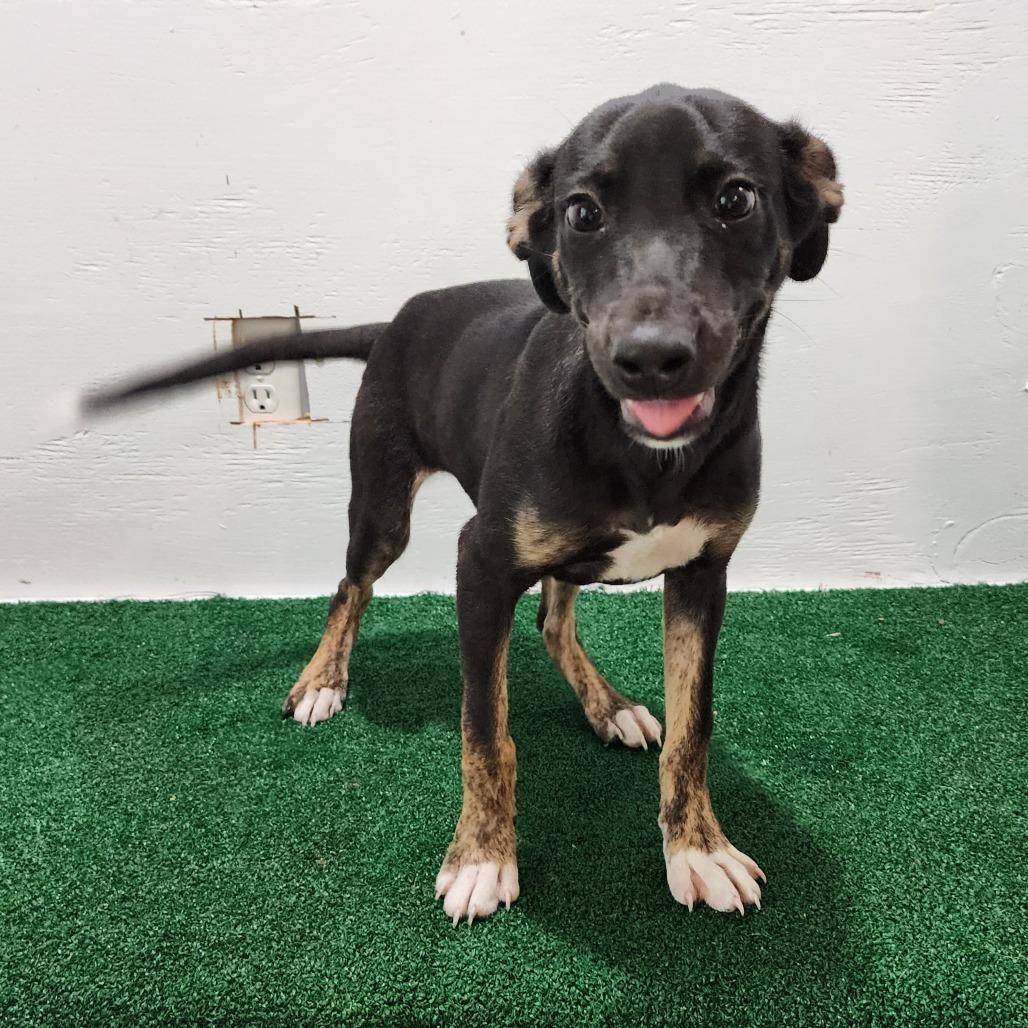 Enlarge Yasnah, a Adoptable Mixed Breed in Boaz, AL image 2/6