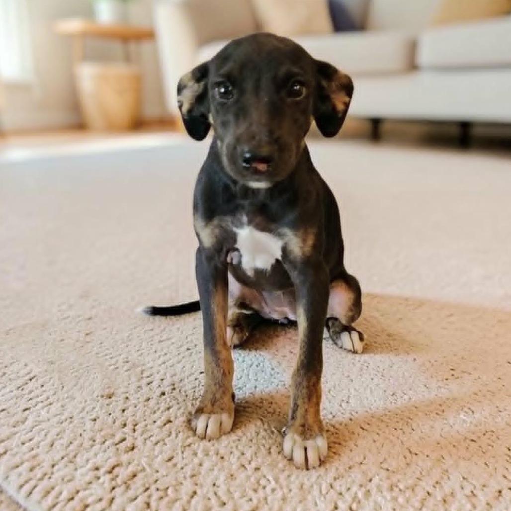 Enlarge Yasnah, a Adoptable Mixed Breed in Boaz, AL image 3/6