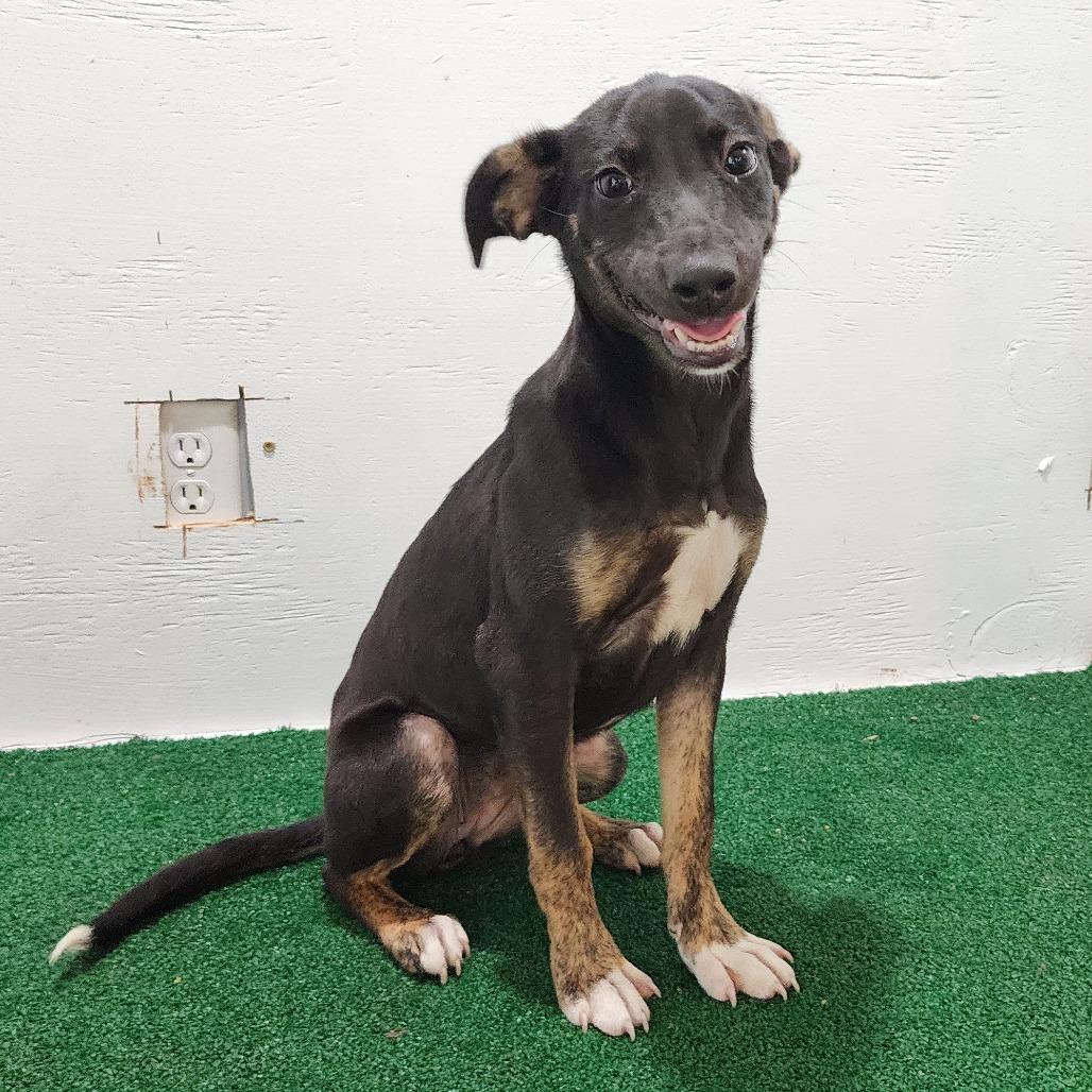 Enlarge Yasnah, a Adoptable Mixed Breed in Boaz, AL image 4/6