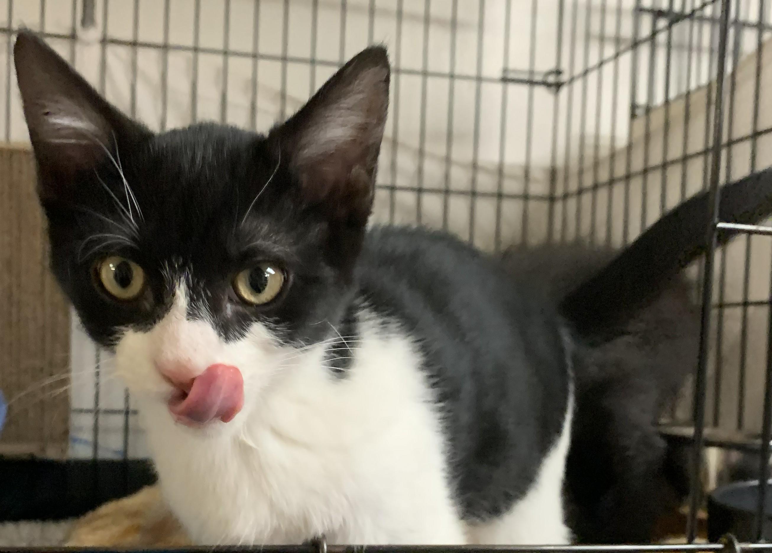 Enlarge Jinx26, a Adoptable Domestic Short Hair in Milwaukee, WI image 4/4