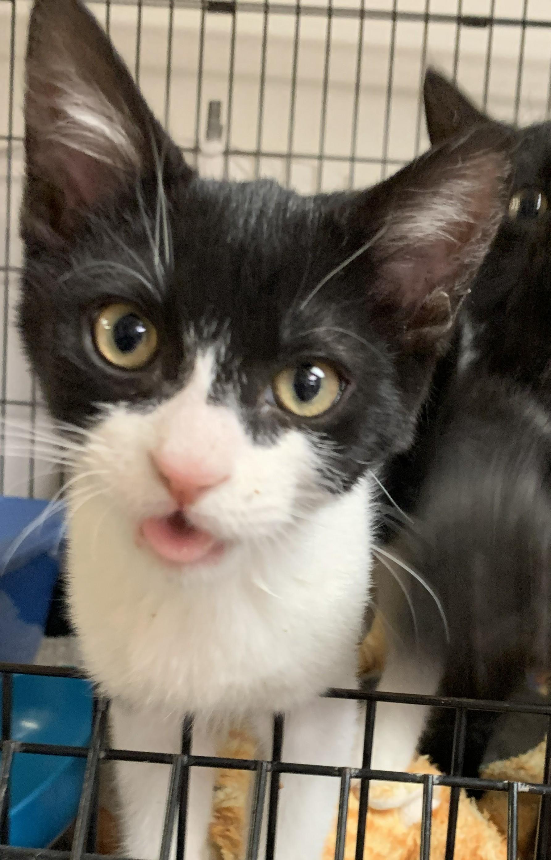 Jinx26, Adoptable, Kitten Female Domestic Short Hair.