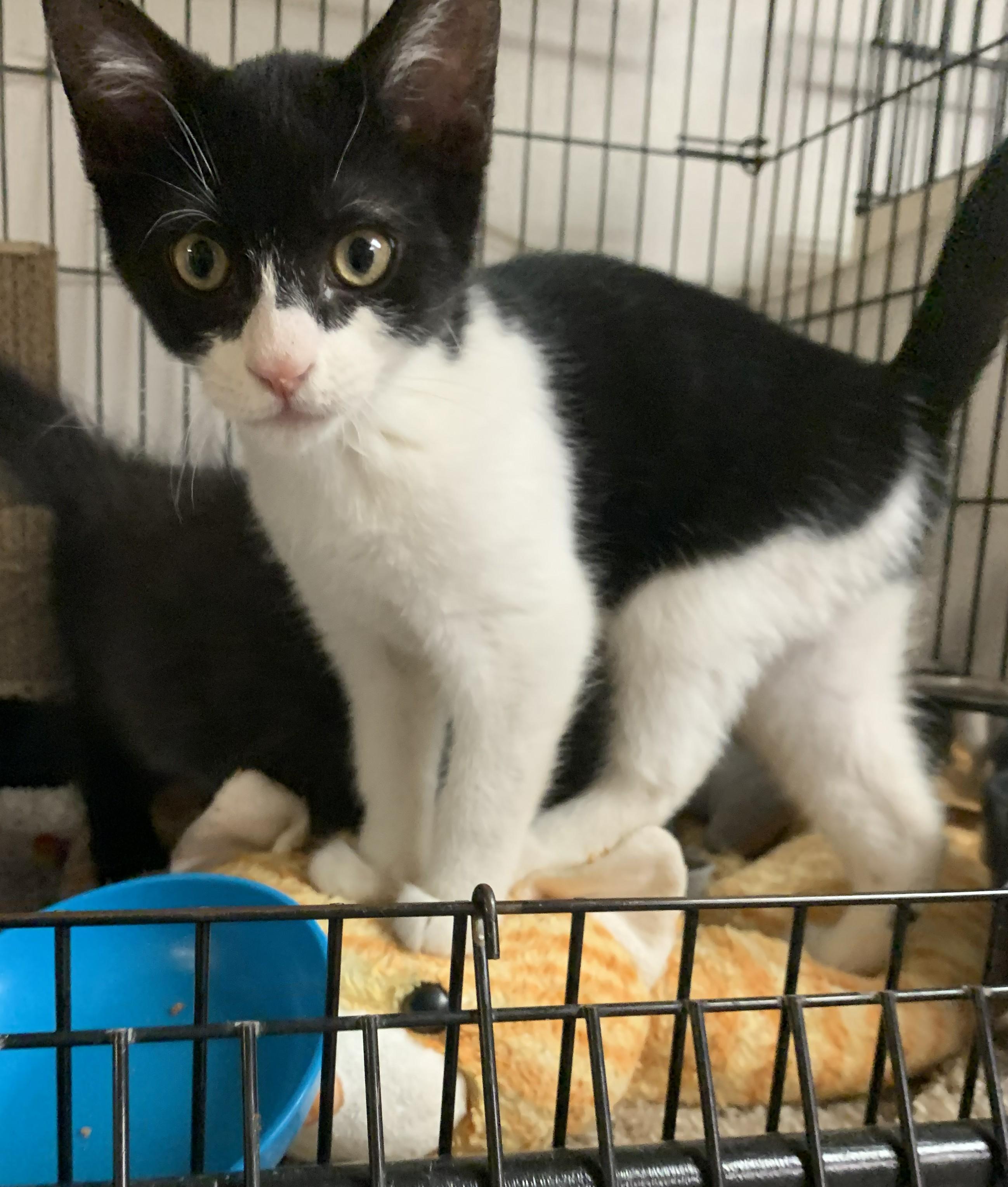 Enlarge Jinx26, a Adoptable Domestic Short Hair in Milwaukee, WI image 2/4