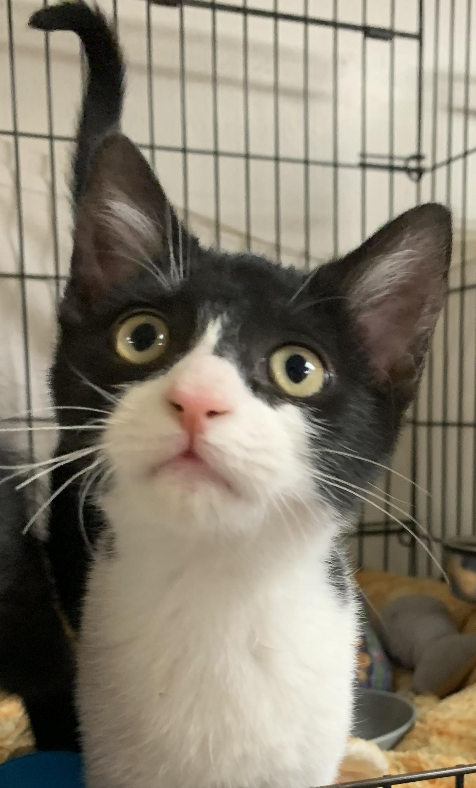 Enlarge Jinx26, a Adoptable Domestic Short Hair in Milwaukee, WI image 3/4