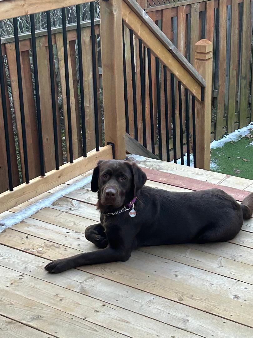 Enlarge Shelby, a ADOPTABLE Labrador Retriever in Oakville, ON image 4/6