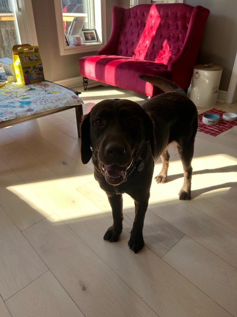 Enlarge Shelby, a ADOPTABLE Labrador Retriever in Oakville, ON image 2/6