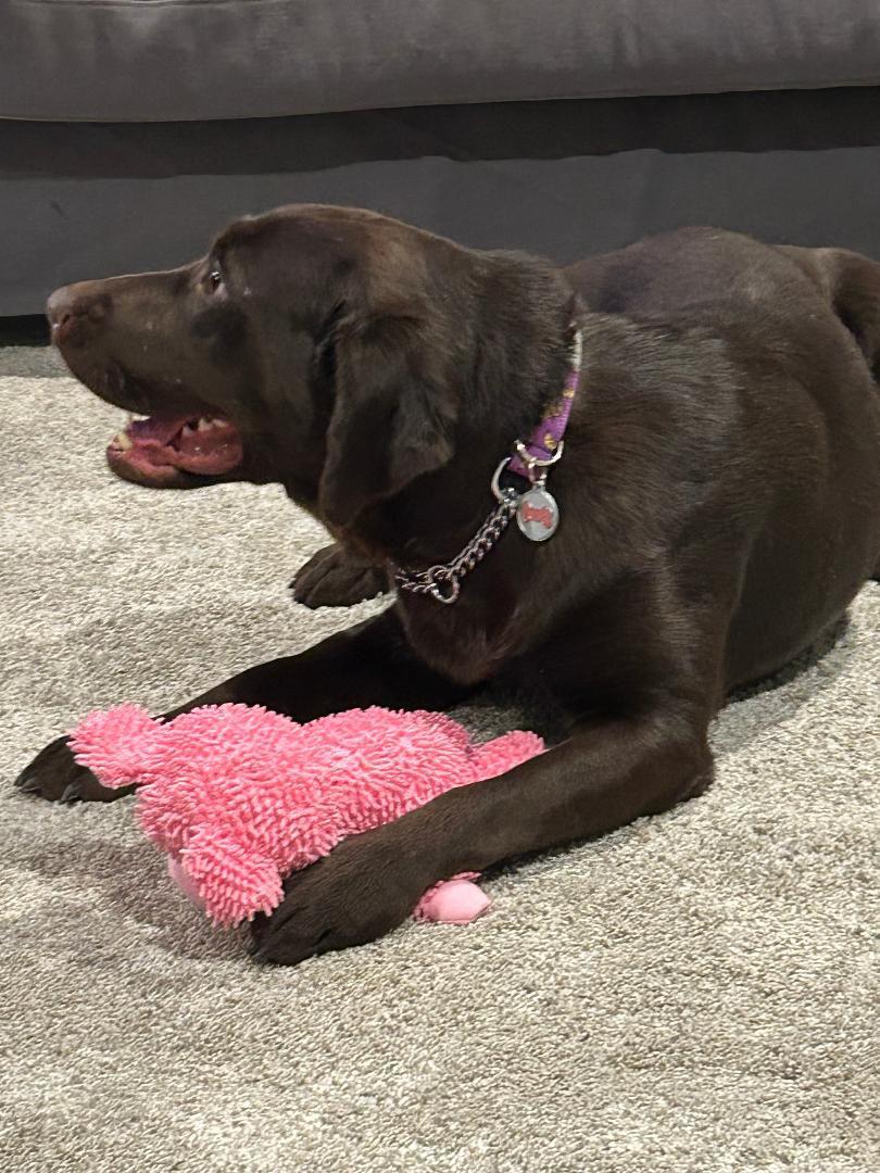 Enlarge Shelby, a ADOPTABLE Labrador Retriever in Oakville, ON image 5/6