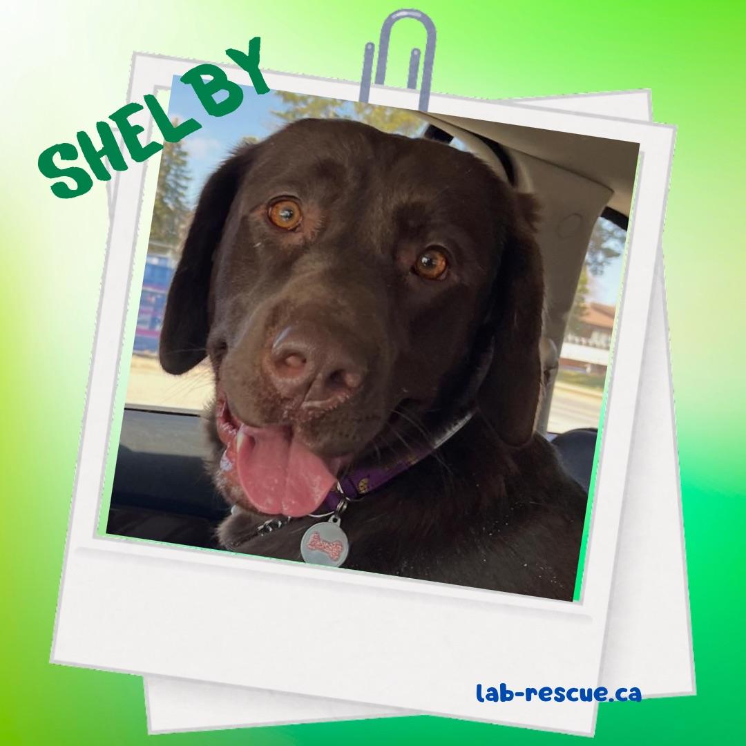 Shelby, ADOPTABLE, Young Female Labrador Retriever.