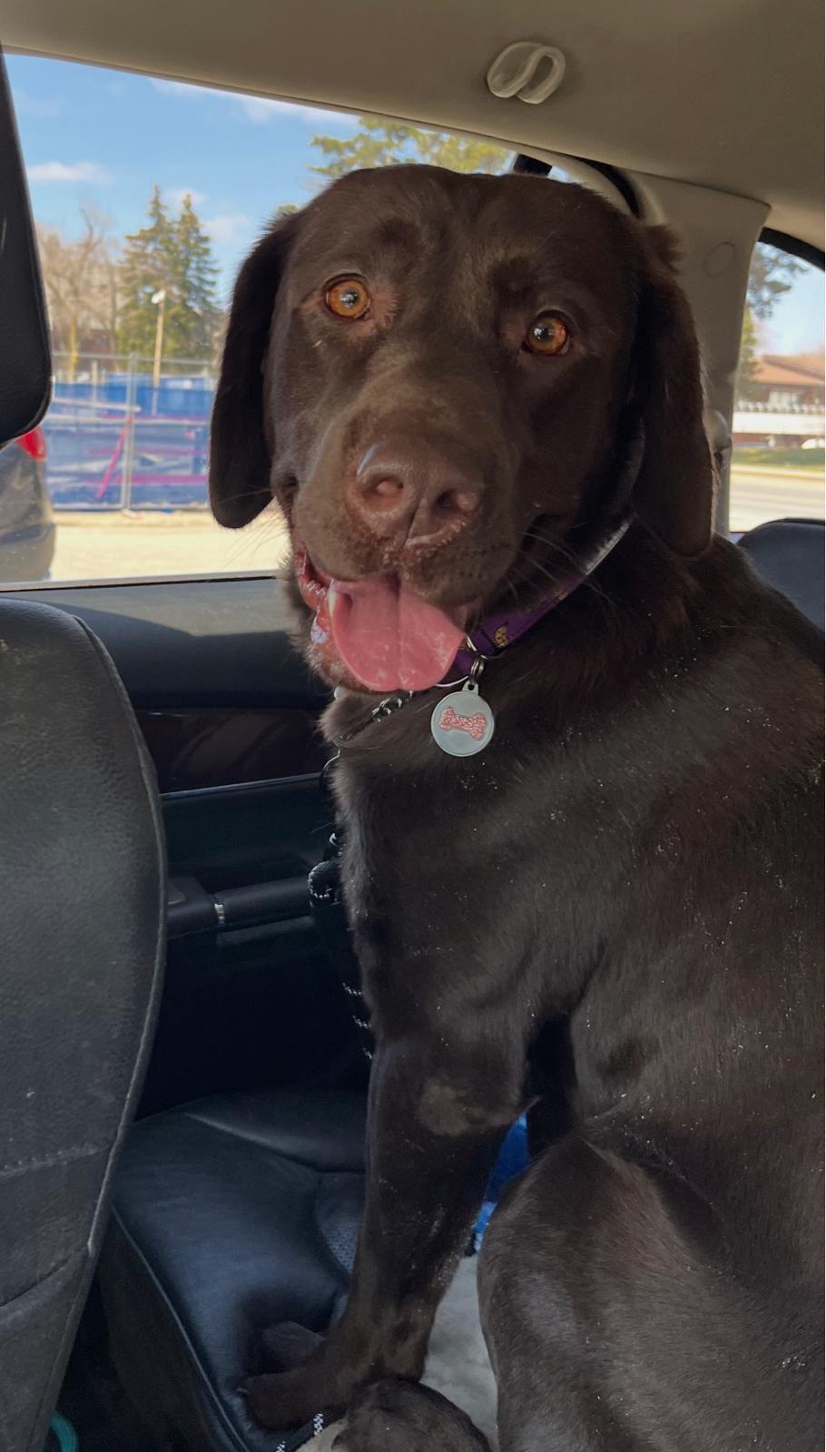 Enlarge Shelby, a ADOPTABLE Labrador Retriever in Oakville, ON image 3/6