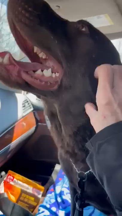 Enlarge Shelby, a ADOPTABLE Labrador Retriever in Oakville, ON video 6/6