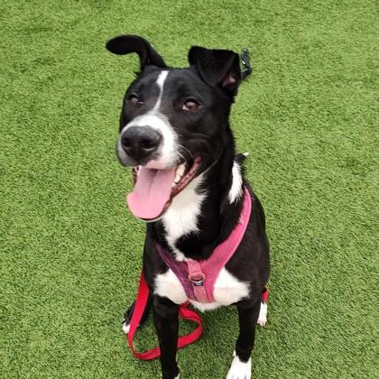 Tommy, Adoptable, Adult Male Terrier & Mixed Breed.