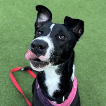 Tommy, Adoptable, Adult Male Terrier & Mixed Breed.