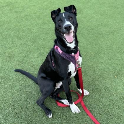 Tommy, a Adoptable mixed breed in San Francisco, CA image 2/3