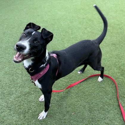 Tommy, a Adoptable mixed breed in San Francisco, CA image 3/3