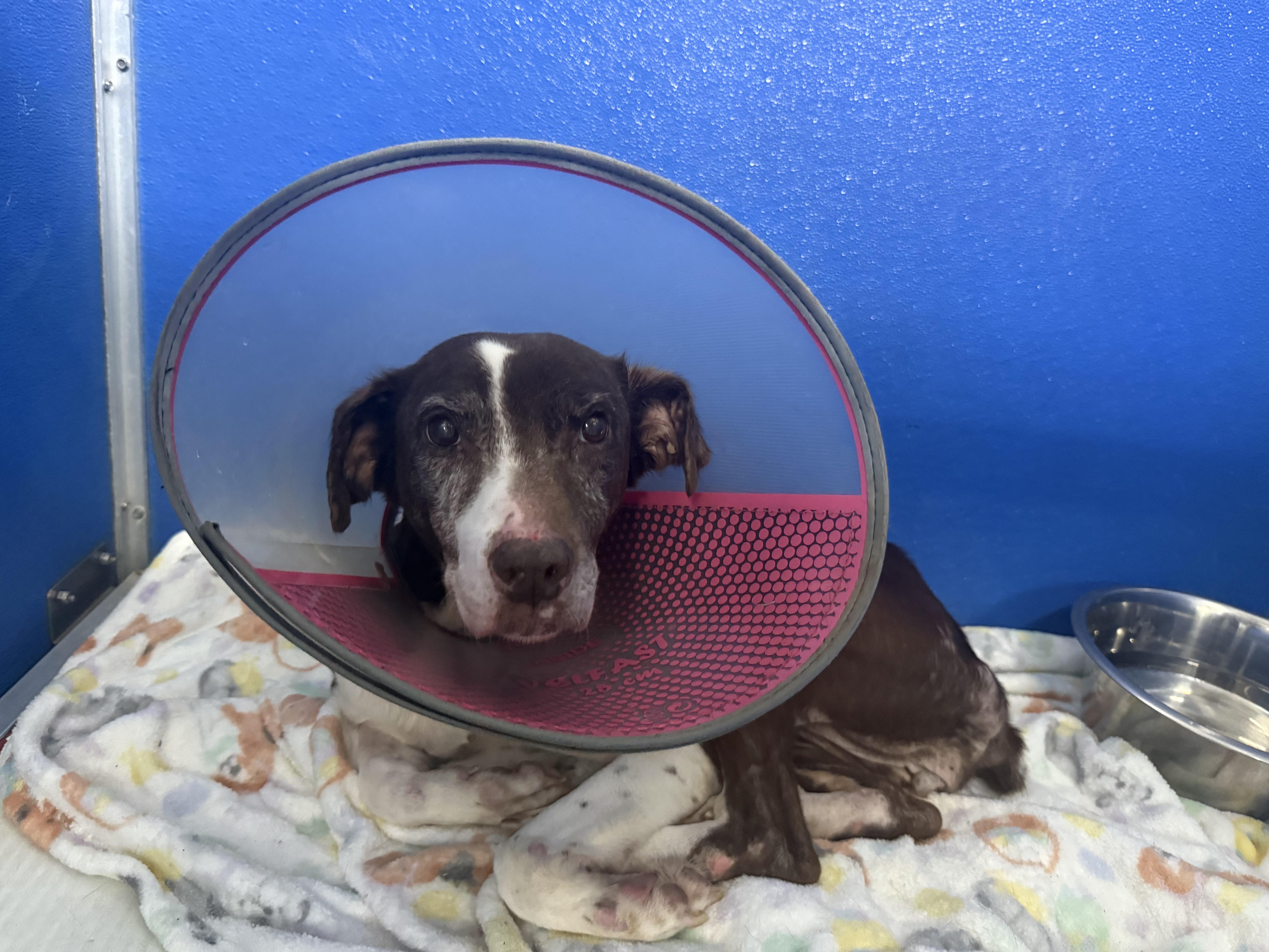 Misty (Starved & neglected senior looking for a hero!)