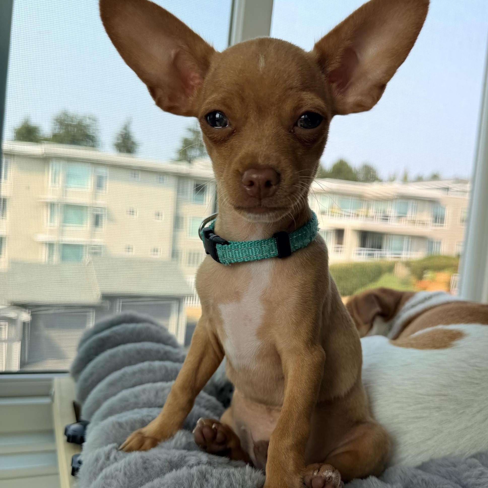 Enlarge Kyle, a Adoptable mixed breed in Kirkland , WA image 1/5