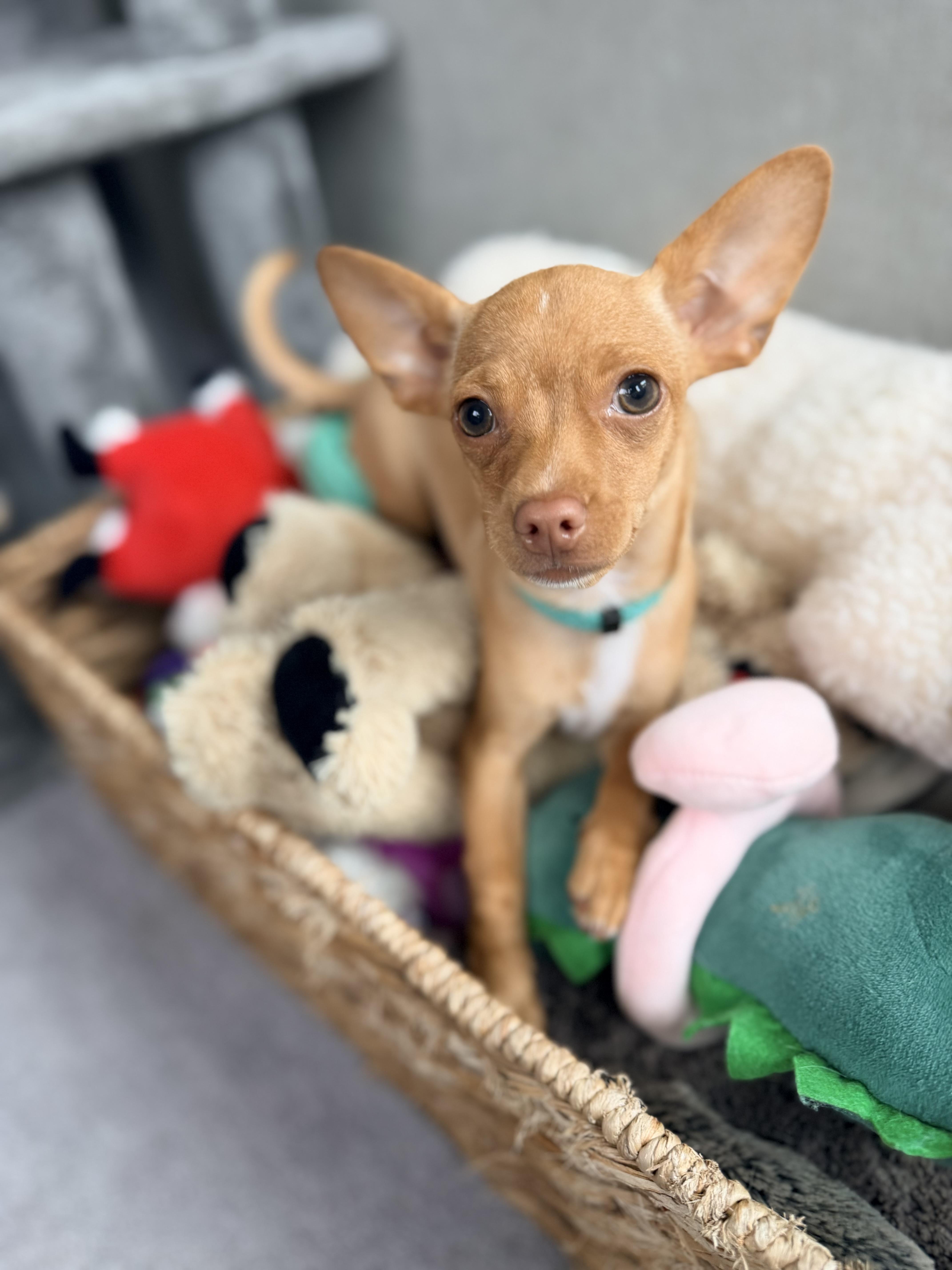 Enlarge Kyle, a Adoptable mixed breed in Kirkland , WA image 2/5